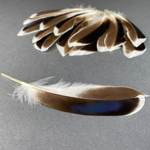 �羳���l��Ȼ��ë������ëӡ�ڰ��Ʒ��ˇ�b���DIY��ë