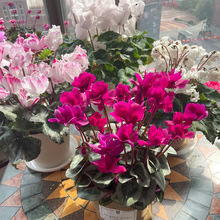 仙客来盆栽花苗兔耳花四季开花好养大花阳台室内花卉年宵花蝶衣花