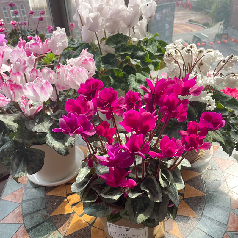 仙客来盆栽花苗兔耳花四季开花好养大花阳台室内花卉年宵花蝶衣花