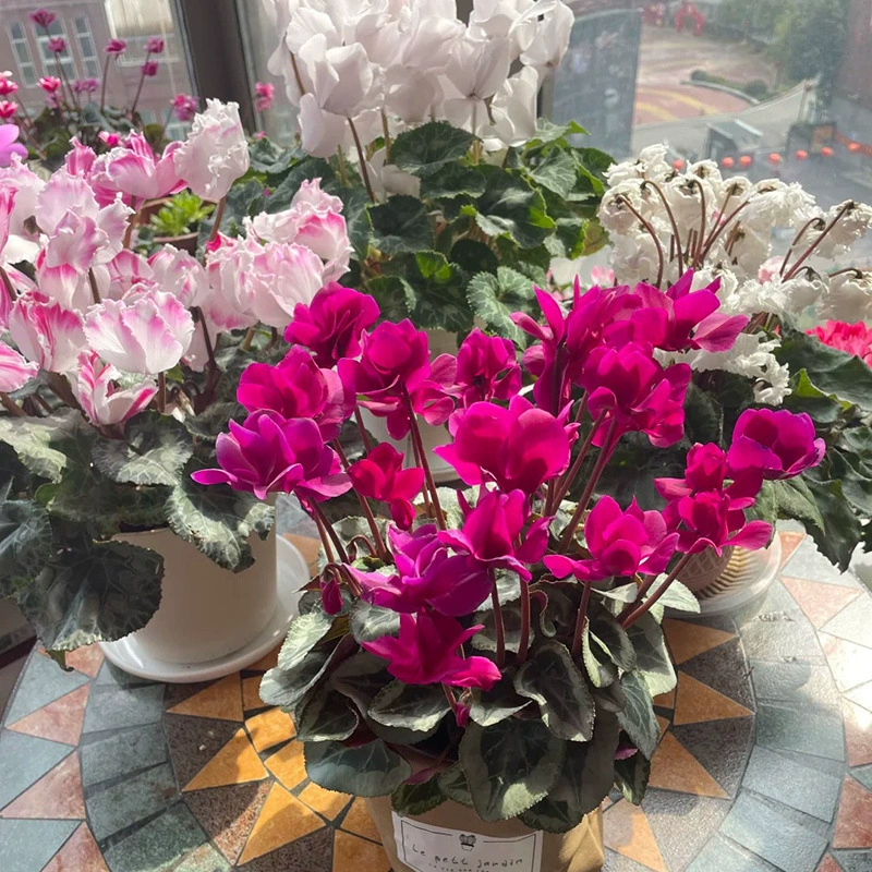 Саженцы цветов цикламена в горшках, цветы «кроличьи уши», цветут в любое время года, легко выращиваются, большие цветы для балкона и в помещении, цветы на Новый год, цветы-бабочки.