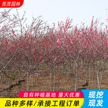 红叶碧桃苗观赏桃花树苗紫叶碧桃苗绿化苗庭院别墅地栽紫叶桃树苗