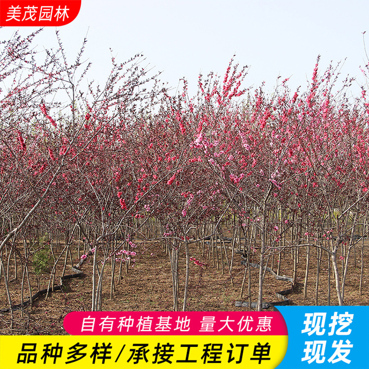红叶碧桃苗观赏桃花树苗紫叶碧桃苗绿化苗庭院别墅地栽紫叶桃树苗