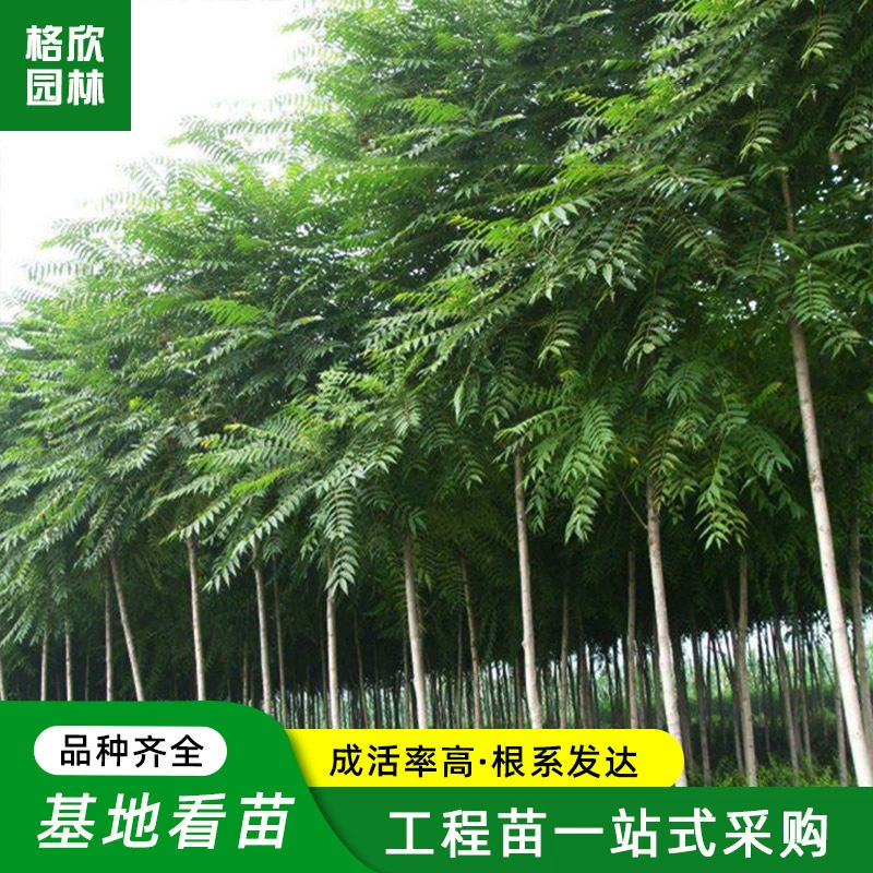 Smelia sinensis собственного производства и самостоятельной продажи муниципального сада декоративно-инженерные саженцы водно-болотных угодий Озеленение лиственных деревьев Тысячелоголовые саженцы мультяшек