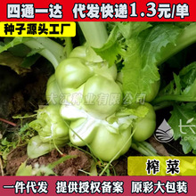 �ش�ե�˷N�ӷN�Ѹ�����^����˷N���ﶬ���ͺ��߲˷N�ӽ�˷N��