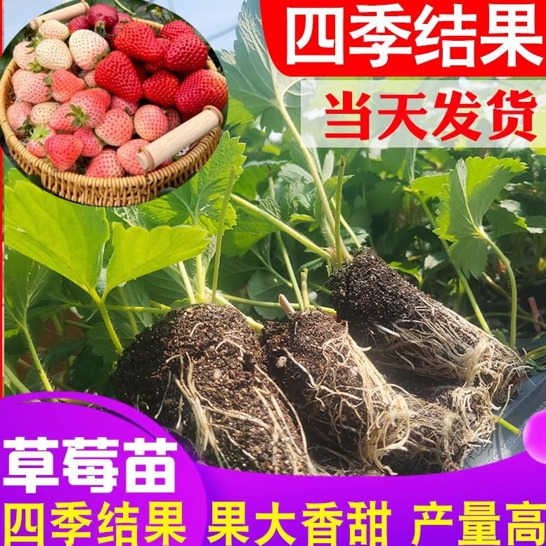 cream strawberry all-season