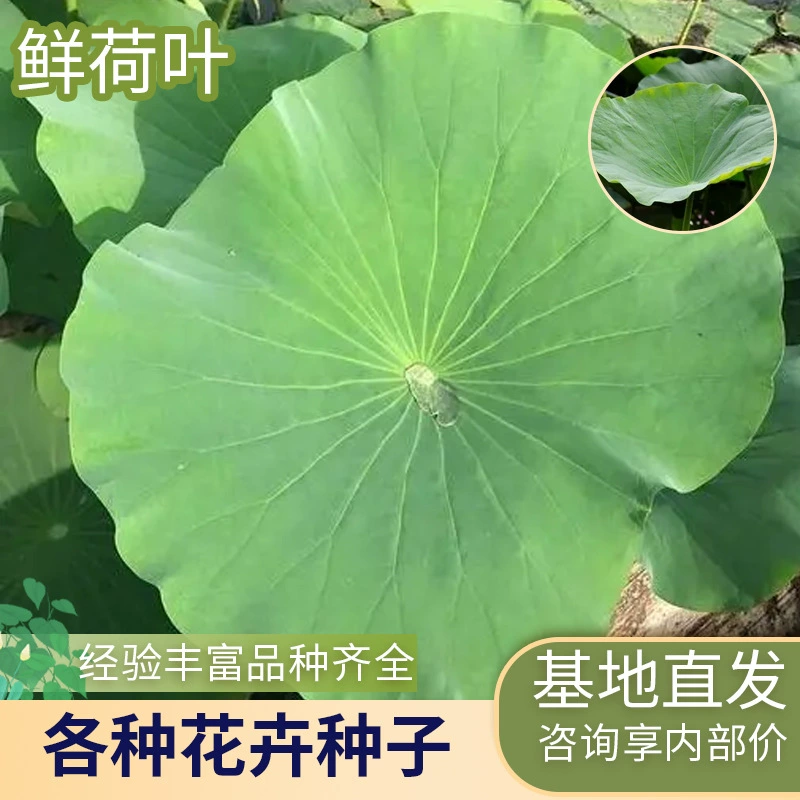 Свежие листья лотоса, свежесобранные цельные листья лотоса, рис из листьев лотоса, курица из листьев лотоса, чай из листьев лотоса, освежающий летний чай, листья для рисовых пирожков с ароматом лотоса