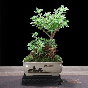 June Snow Potted Cliff Floating Branch Shaped Bonsai Indoor Coffee Table Green Plants and Florals Desktop Easy to Grow Small Plants