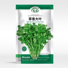 四季大叶香菜种子种籽孑子批发苗芫荽小叶蔬菜秧老品种秧苗大籽种