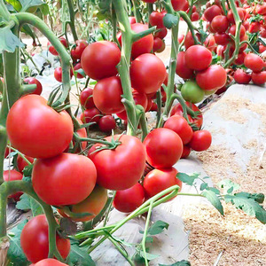 现摘现发基地直送个头饱满均匀番茄 生吃沙瓤酸甜新鲜蔬菜西红柿