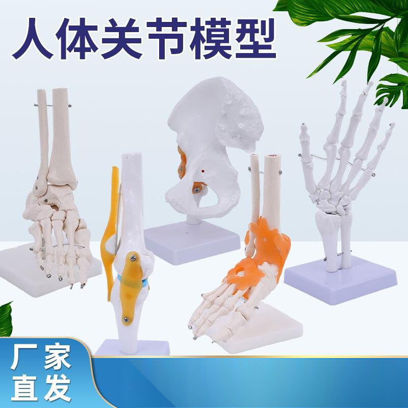 人体膝关节模型肩关节肘关节手关节脚关节髋关节模型1:1骨骼模型
