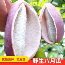 野生八月瓜种子紫果八月炸瓜新种子四季爬藤阳台盆栽食用水果种子