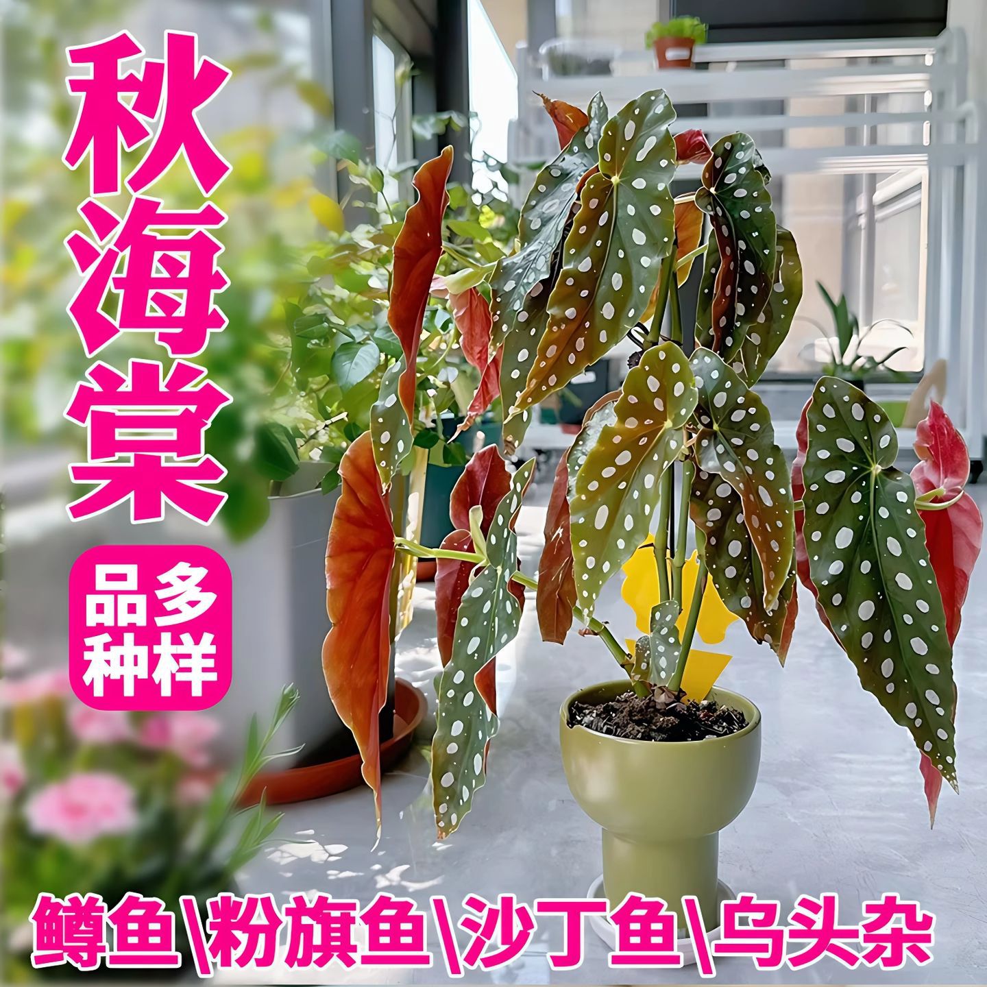 商品图