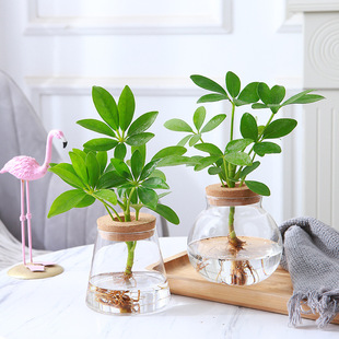 ���_ľˮ�B�˷���ؔ�k��������ˮ��ֲ���Z�Ʋ��҃��ļ�����С�Gֲ