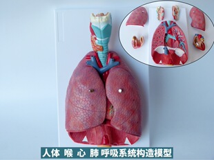 Natural large human throat cardiopulmonary model throat thyroid lung heart model respiratory system lung viscera anatomy