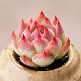 Succulent Plant Peach Chihuahua Balcony Small Cute Succulent Plant Indoor Flower Potted Old Pile High Quality