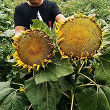 ���������^�Ϳ��N�ӿð������߮a���Ͷ�ե�͌���ѿ�����տ��N��