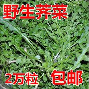 ��Ұ���j�j�˷N�� �ز�Ұ�˷N���r����Ʒ�N�߲˷N�Ӵ� �ļ���