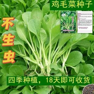 Insect-Free Chicken Feathers Are Sown in All Seasons, Heat-Resistant and Cold-Resistant Vegetables, Cabbage Seeds, Organic Small Green Cabbage Seeds