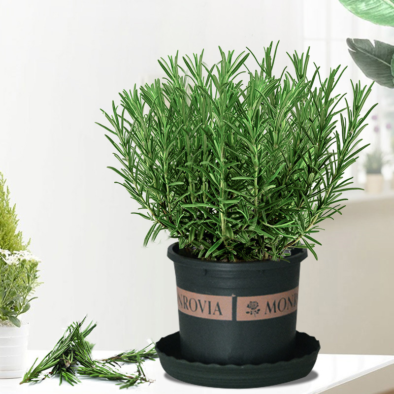 대형 로즈마리 모종 1포트(갤런 포트) + 영양액