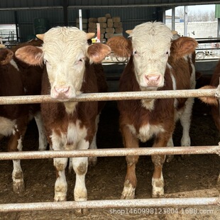 Сţ��һ�^�����X �������T����ţ�r�� ɽ�|�Bֳ����ţ��