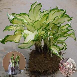Hosta Flower Seedlings, Gold Edge, Green Leaves, Lace, Hosta Plants, Cold-Resistant and Heat-Resistant Ground Cover, Potted Indoor Garden Florals