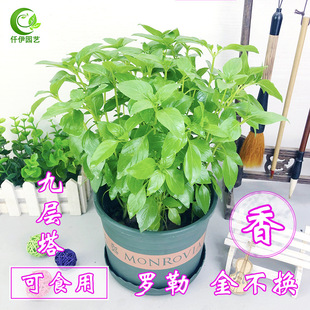 ��ʳ�þŌ��������_���~�𲻓Q�������������Gֲ���̨Ժ�����