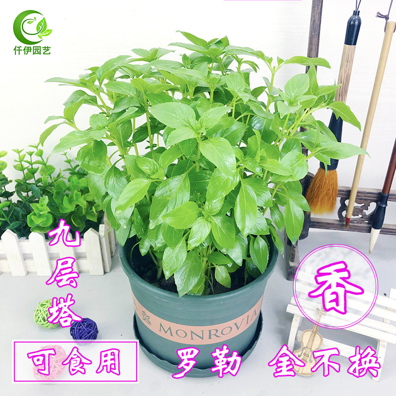 可食用九层塔盆栽罗勒叶金不换薄荷苗驱蚊清香绿植物阳台院子香