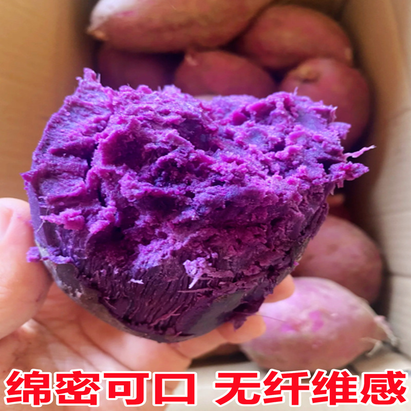 湖北·沙地紫薯新鲜农家自种10斤紫罗兰番薯当季新鲜紫薯红薯地瓜|undefined