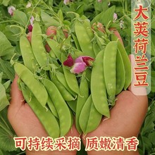 高产豌豆 荷兰豆种子 四季易种植阳台庭院种早熟大荚荷兰扁豆籽
