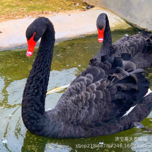 �^�pˮ�ݺ����Z ���ۺ����Z���w � ��� ���������������Z�Bֳ��