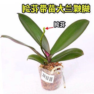 �羳�����m���玧���������������m������͏d�҃�ֲ�ﻨ���Ĵ��l