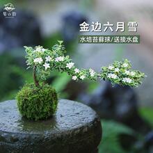 苔藓球六月雪盆景水培植物悬崖造型迷你微景观绿植室内桌面小盆栽