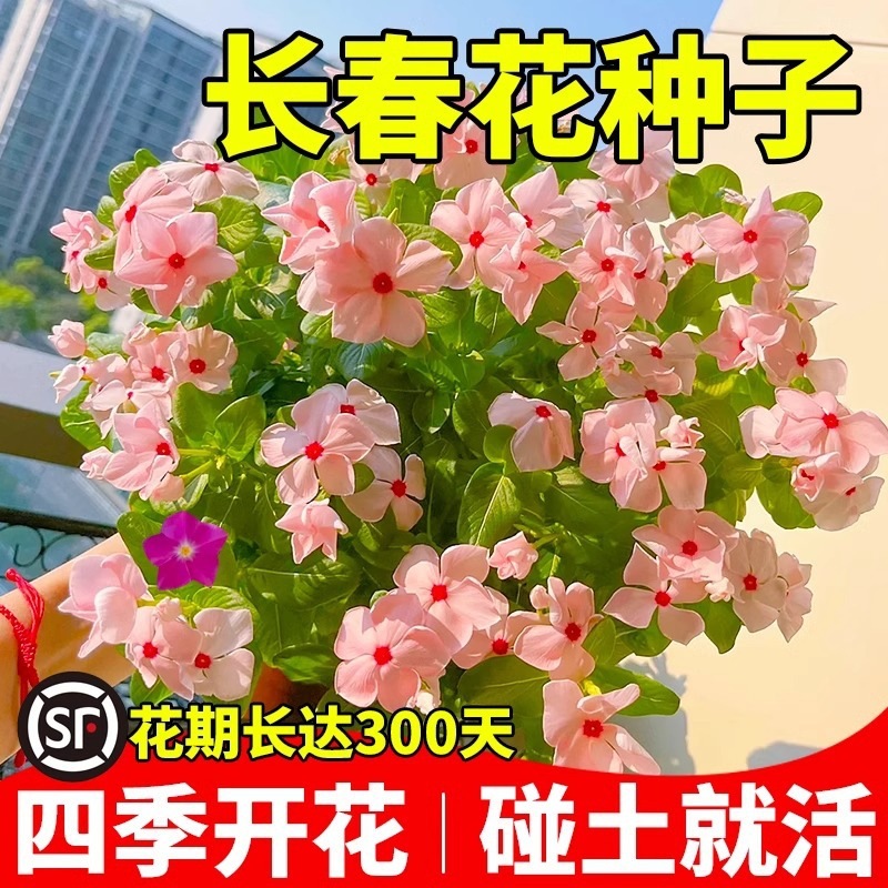 长春花种子室内好养活包开花四季可种的花室外盆栽花卉种子大全