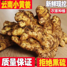 云南新鲜小黄姜生姜现挖高山种植老姜土姜月子姜散装厂家代发