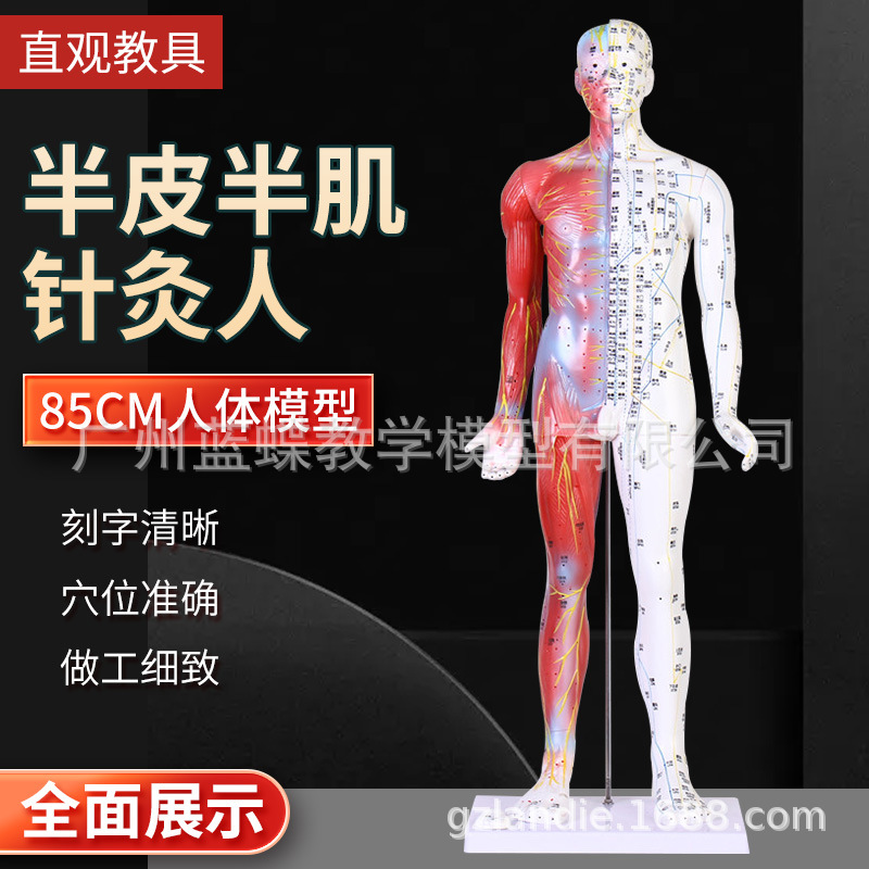 ���ֳ���85CM��Ƥ���뼡�����ģ���������Ѩλ����ģ����ҽ��ѧ