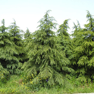Cedar Cedar Seedlings Four-Season Evergreen Pine Saplings Garden Greening Seedlings Engineering Greening Cedar Trees