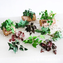 ����������~���ָ�ܛ�z����ֲ��t���~�~�X�ݼ��bGֲɭ��ܛ�b