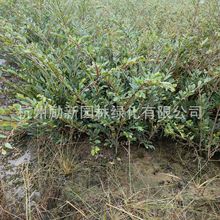 С~ĸ䡿ëľ̾G;GֲGľֲ