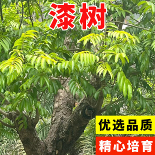 ���N��������ľ��Сľ��ɽ��ֲ��Ϲ���ӷN�����ωT�ψ@�־G��