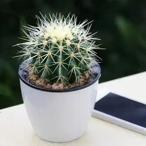 Plantas suculentas cactus plantas en maceta cactus de oficina planta en maceta cactus plantas en maceta flores en maceta