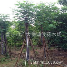 �V�|��ֲ���ľ��ľ�{�������ľ�е�ͥԺ�@�־��^�G�������b����