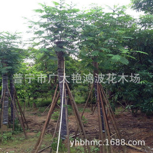 �V�|��ֲ���ľ��ľ�{�������ľ�е�ͥԺ�@�־��^�G�������b����