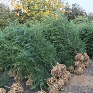 Cedar Seedlings, Complete Specifications, Engineering Greening Seedlings, Large Quantity Discounts, Evergreen Greening Seedlings for All Seasons