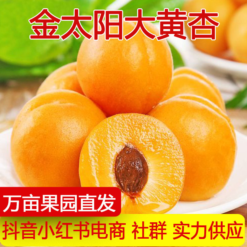 产地直发陕西大黄杏当季新鲜酸甜金太阳杏孕妇水果非红杏一件代发