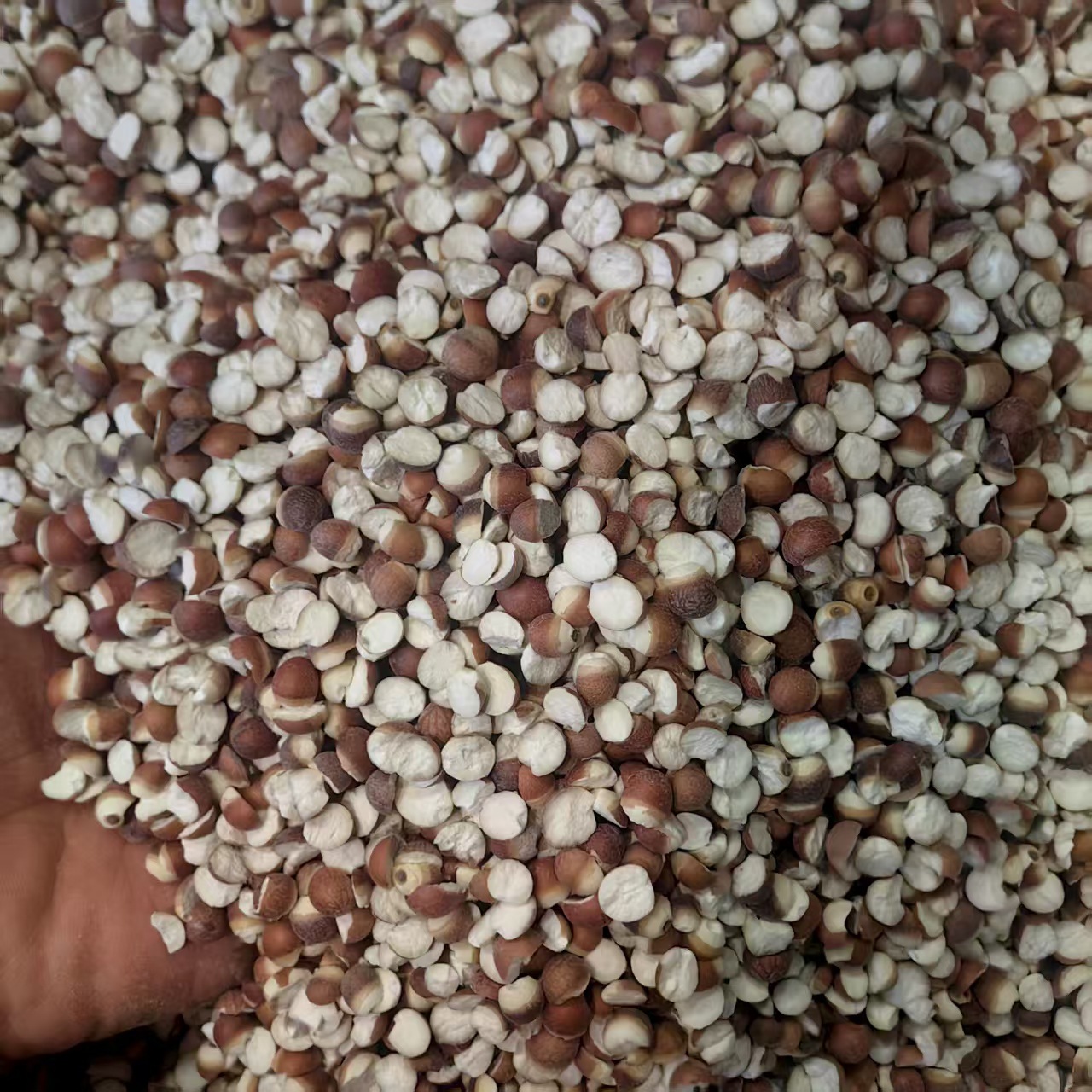 Dried Gorgon Fruit Qian Shi 500g Sulfur-Free Peeled Euryale Seeds for Soup Congee and Herbal Cooking quality and texture