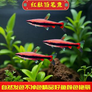 �t���U�P�~�����M�ڸ߶˟��~���w�Ꭷ�^�p�~���t�~��ˮ��P�~