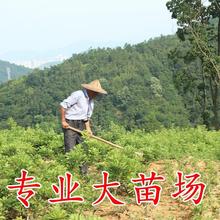 批发正宗嫁接东魁杨梅树树苗杨梅苗南北方种植地栽果树苗当年结果