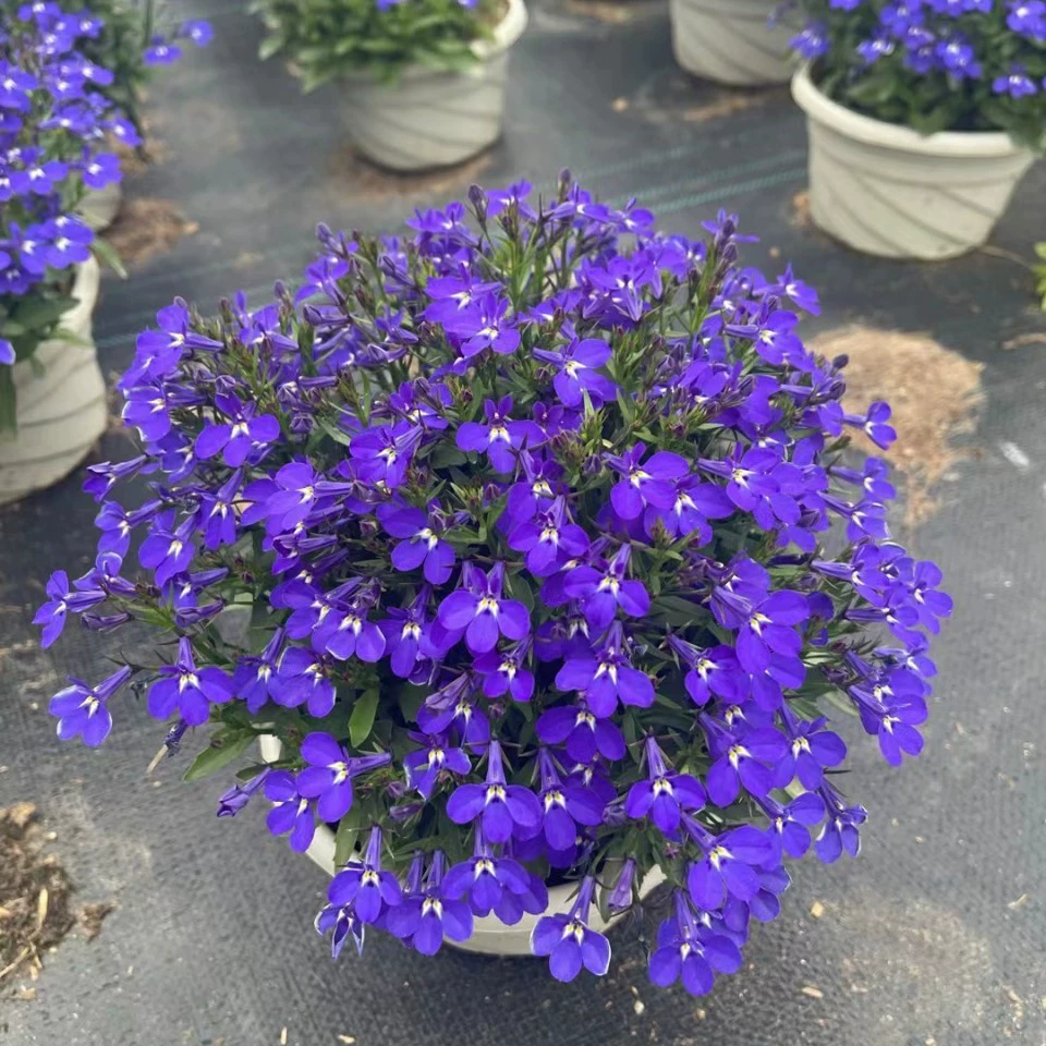 2201 база оптовая поставка