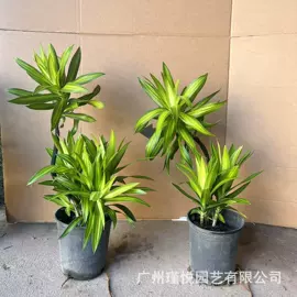 盆栽;灌木;观赏凤梨