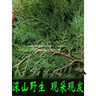 �FժҰ���Y��Ȱؘ�֦��ؘ��~ϴ�l�ݾ�Ѭ�D��DIY�}�Q�仨�h���r